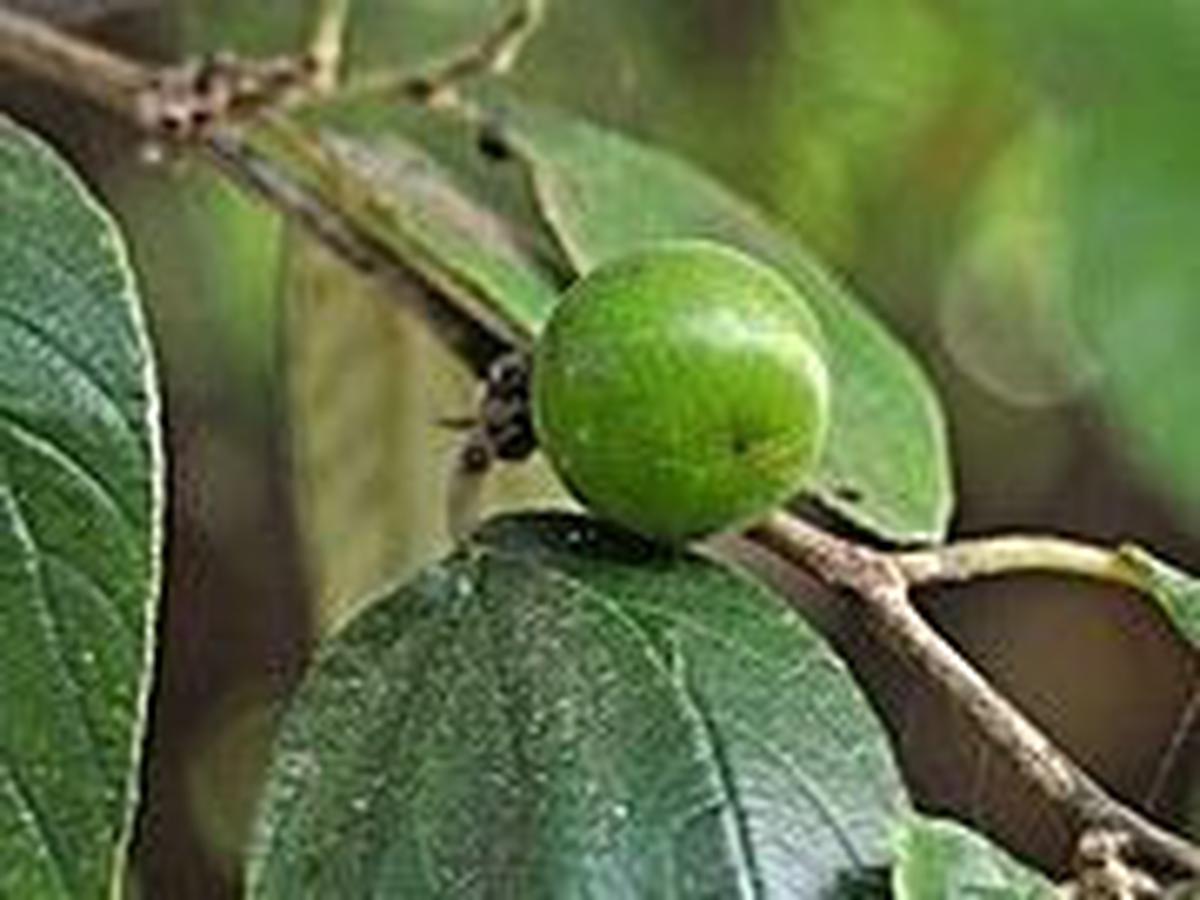Cara Menggunakan Daun Bidara