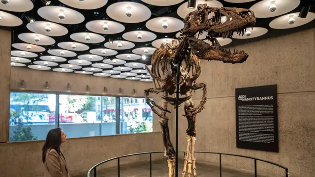 Pameran Fosil Nanotyrannus Jodi di Sotheby's (AP/Yuki Iwamura)