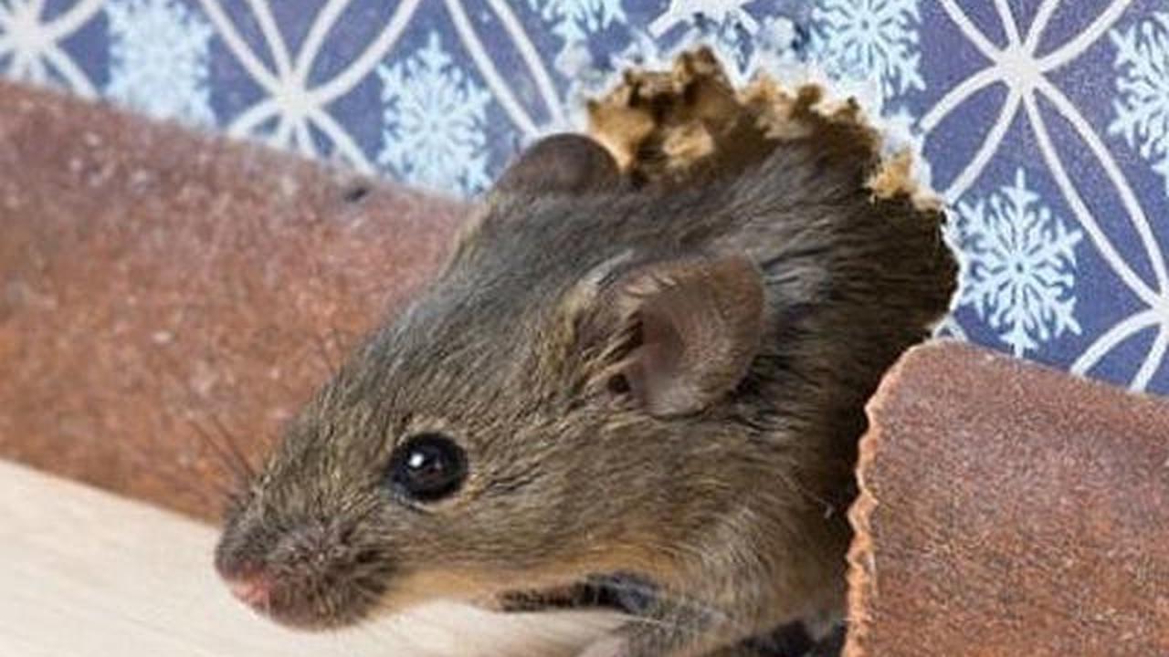 Bahaya tikus di rumah bagi kesehatan. credits: pinterest
