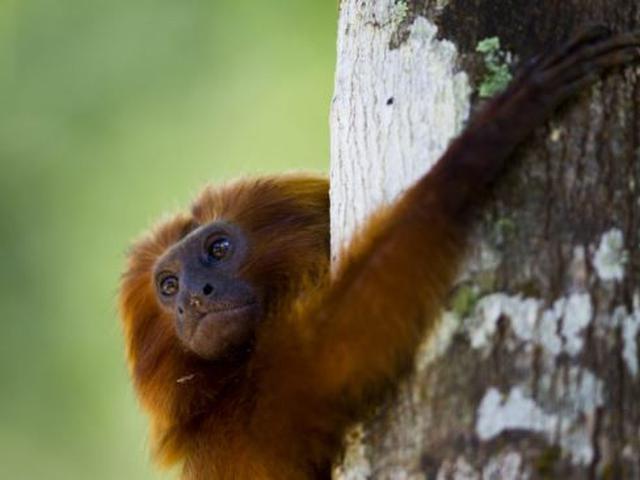 Monyet Langka Yang Terancam Punah Lahir Di Kebun Binatang Yerusalem Global Liputan6 Com