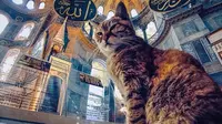 Mengenang Gli, kucing penghuni Hagia Sophia. (Sumber: Instagram/hagiasophiacat)