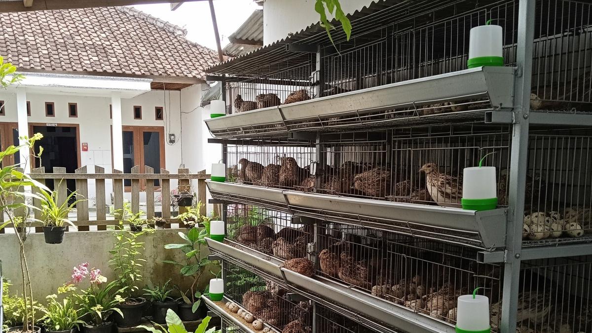 9 Usaha Ternak Tanpa Perlu Ubah Struktur Rumah Subsidi, Cuan Maksimal di Lahan Sempit