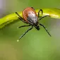 Wetland Virus alias WELV Ditemukan di China Lewat Gigitan Kutu, Apa Berpotensi Jadi Epidemi atau Pandemi? Foto: Freepik.