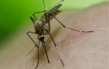 Nyamuk Wolbachia Disebar di Jakarta untuk Tekan DBD, Dinkes: Perlu Didukung dan Jangan Percaya Hoaks