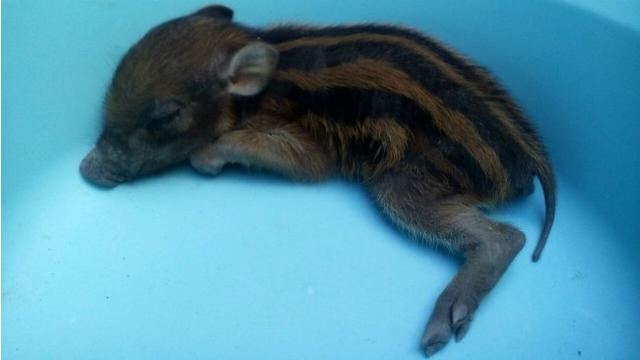 Heboh Babi Ngepet di Bulukumba