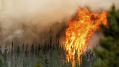 Api dari kebakaran hutan Donnie Creek membakar di sepanjang puncak bukit di utara Fort St John, British Columbia, Minggu, 2 Juli 2023. (AP Photo/Noah Berger)