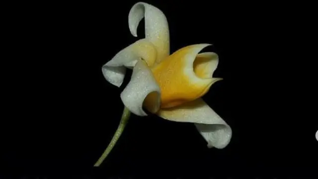 Dendrobium sagin
