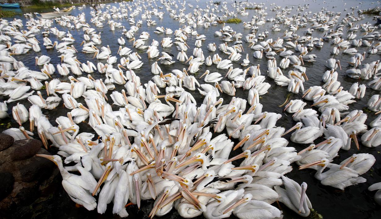 Sekelompok pelikan putih, salah satu burung terbesar di Kanada dan AS, terlihat di pantai laguna Chapala di Cojumatlan de Regules, Meksiko, pada 28 Januari 2022. Pelikan putih melakukan perjalanan ribuan kilometer bermigrasi dari suhu dingin Amerika Utara. (ULISES RUIZ / AFP)