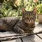 Kenapa Kucing Menatap Lama Tanpa Berkedip, Ini Arti Perilakunya