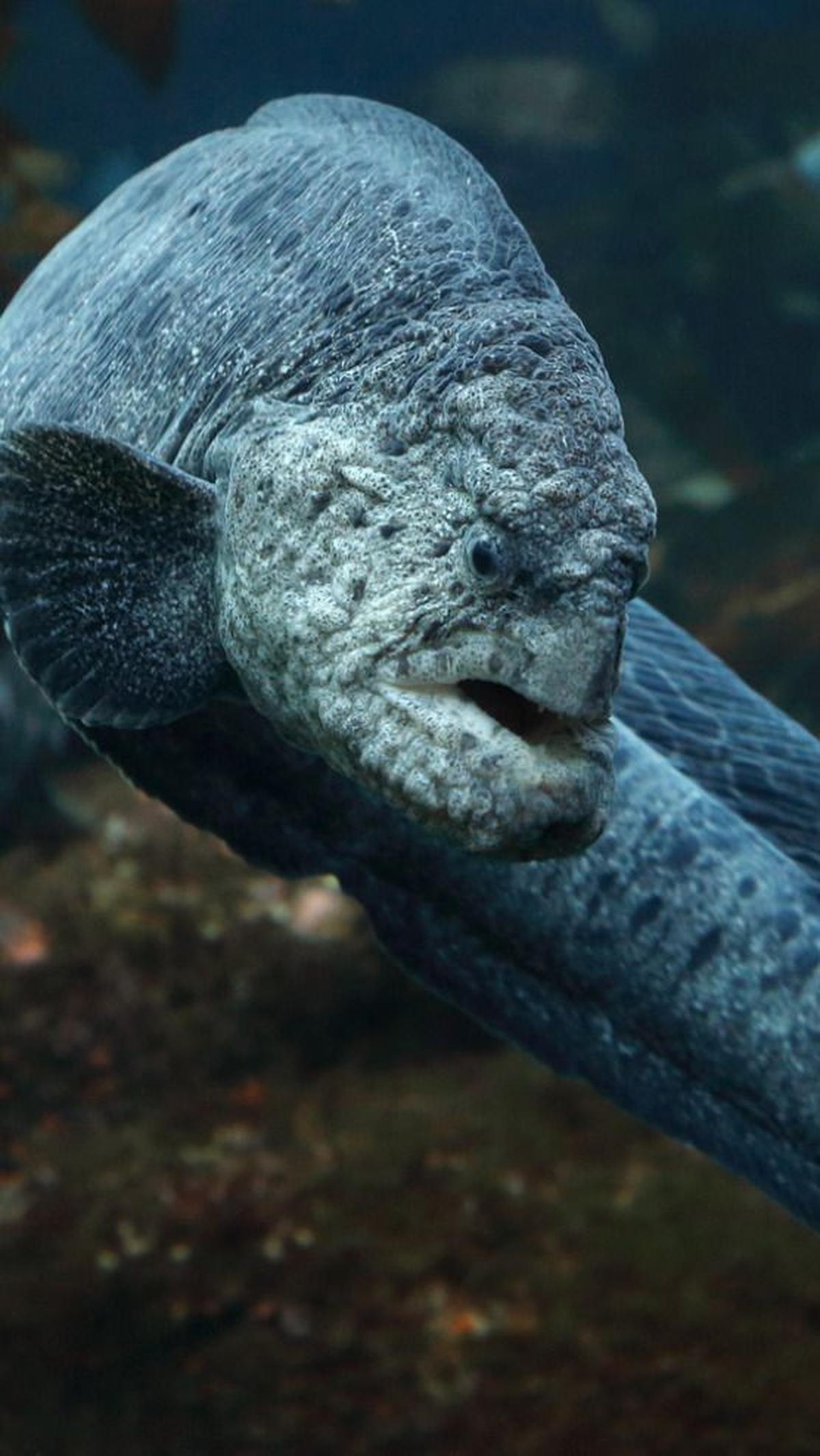2. Wolf Eels Dapat Tumbuh hingga Mencapai 8 Kaki<br>