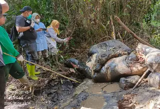 Temuan bangkai gajah tanpa kepala di Desa Pelalawan, Kabupaten Pelalawan, Riau. (dok. BBKSDA Riau)