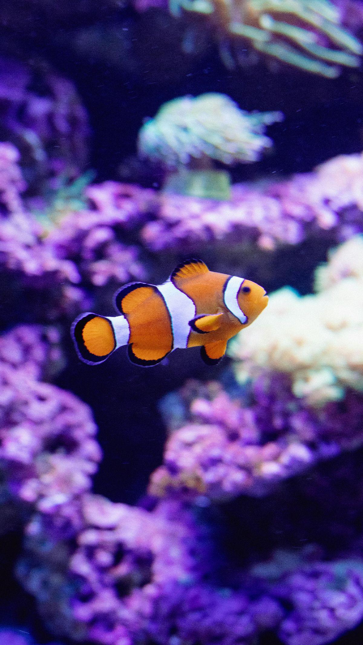<b>Ikan Badut</b>