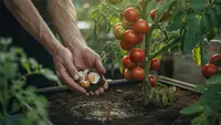 Cara Menyuburkan Tanaman Tomat dengan Bahan Dapur agar Berbuah Lebat