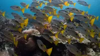 Top 3 Berita Hari Ini: Raja Ampat Masuk Daftar 6 Rekomendasi Tempat Menyelam Terbaik di Dunia Versi BBC