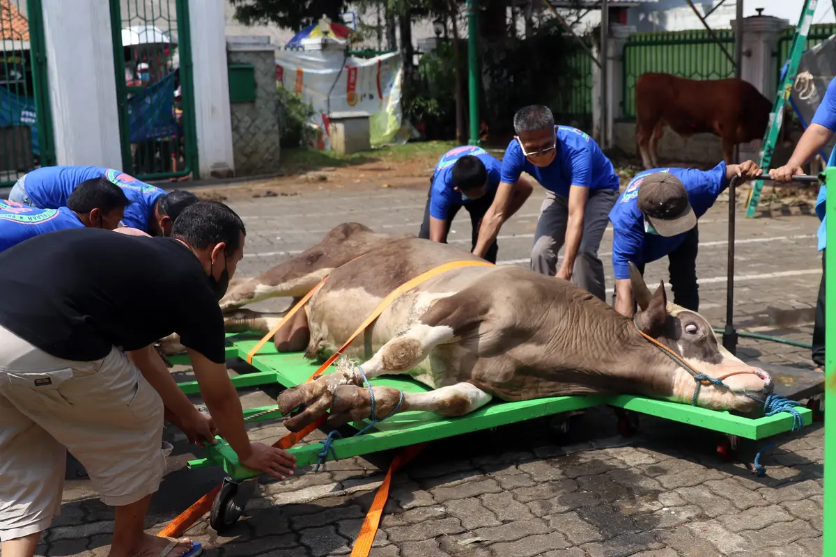 FOTO: Pemotongan Hewan Kurban di Hari Raya Idul Adha