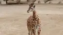 Seekor bayi jerapah terlihat di kandangnya di Kebun Binatang Chapultepec, Mexico City, 29 Desember 2019. Bayi betina yang lahir 23 Oktober lalu itu tampil untuk pertama kalinya setelah menjalani masa karantina wajib. (AP Photo/Ginnette Riquelme)