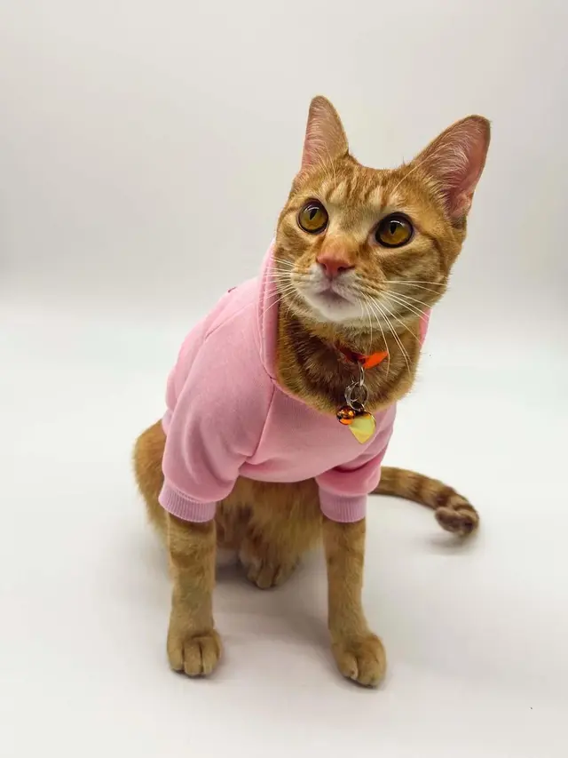 Kucing Wisuda