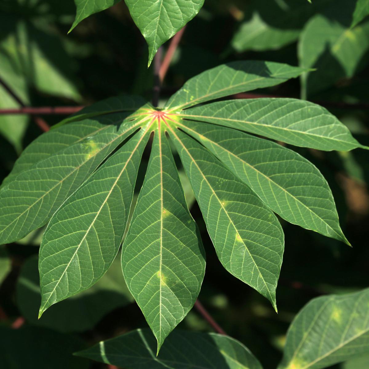 daun singkong