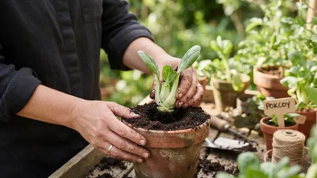 Cara Menanam Pakcoy dari Sisa Bonggol