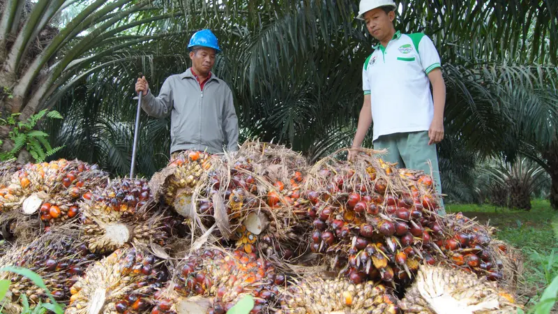 Awas, Ribuan Benih Sawit Diduga Palsu Masuk Kaltim