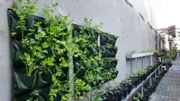Tips Berkebun Skala Rumah Tangga ala Kampung Sayur Suryatmajan Yogyakarta