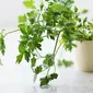 ilustrasi cilantro/copyright unsplash/pintando la luz