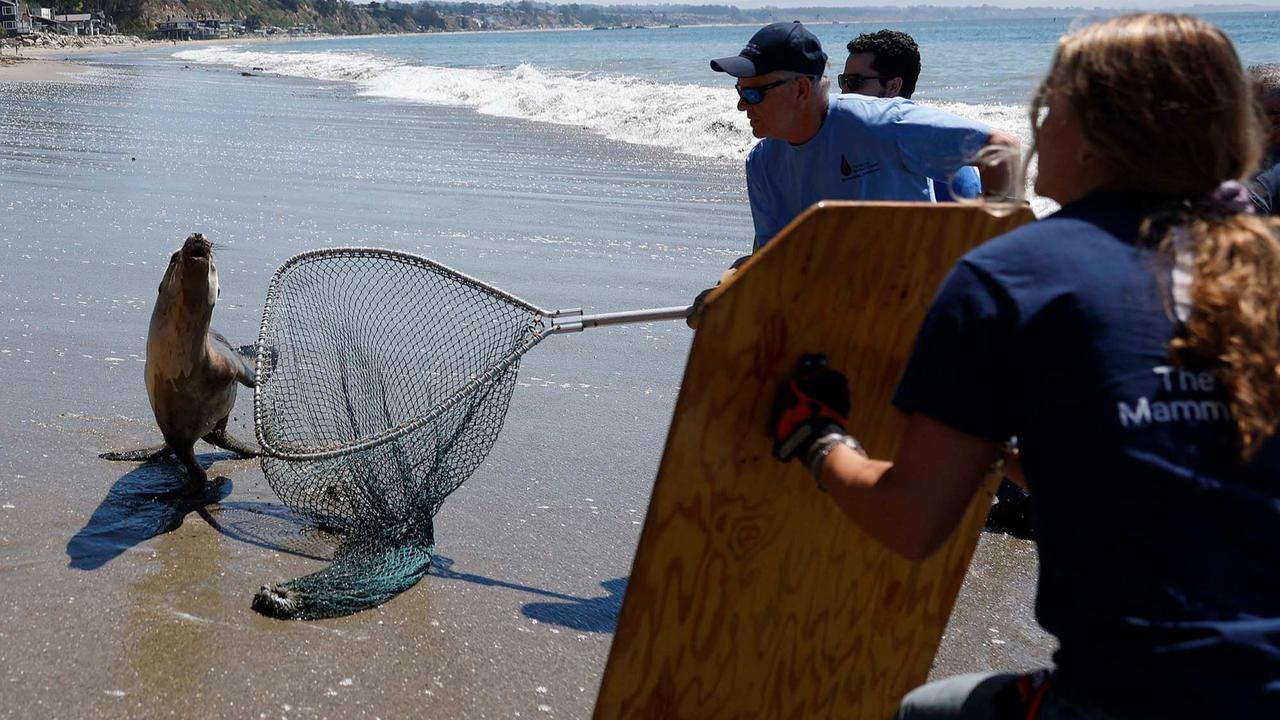 FOTO: Penyelamatan Singa Laut Sakit di Tengah Wabah Leptospirosis