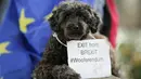 Anjing pudel bernama Lily beristirahat seusai mengikuti pawai gerakan yang disebut 'Wooferendum' di Parliament Square, London, Minggu (7/10).  Sekitar seribu anjing dan pemiliknya menuntut Brexit diakhiri melalui pemungutan suara kedua. (AP/Tim Ireland)