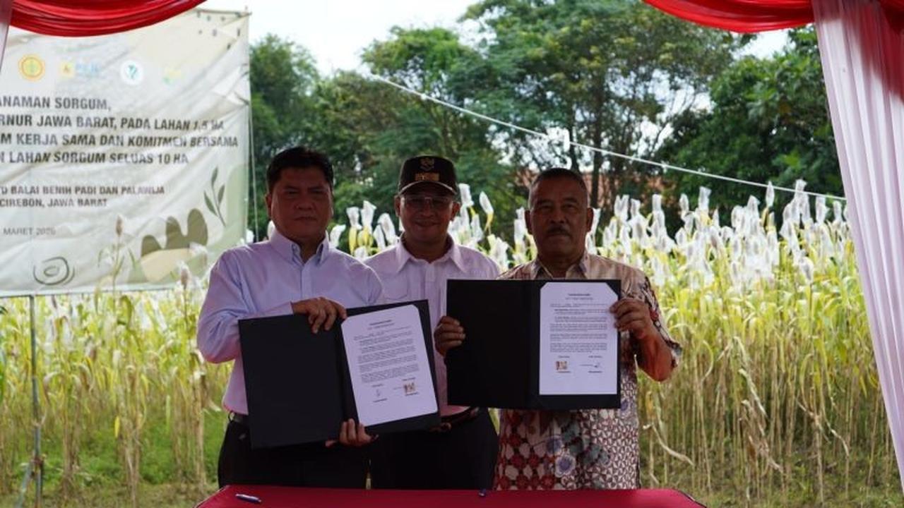 PTDI Perkuat Ketahanan Pangan Nasional Melalui Budidaya Sorgum di Jatigede Sumedang