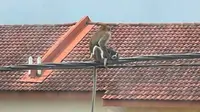 Viral Aksi Monyet Asyik Nongkrong di Kabel Listrik Usai Culik Anak Anjing