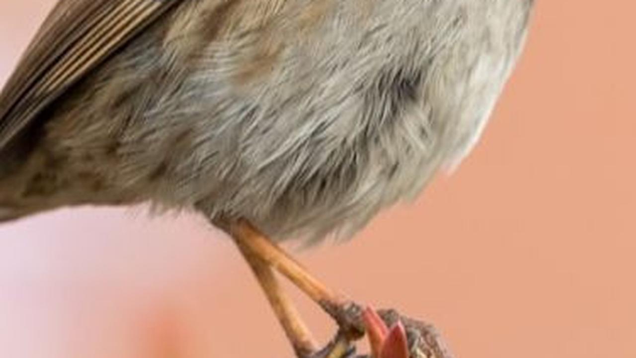 1. Burung Dunnock<br>