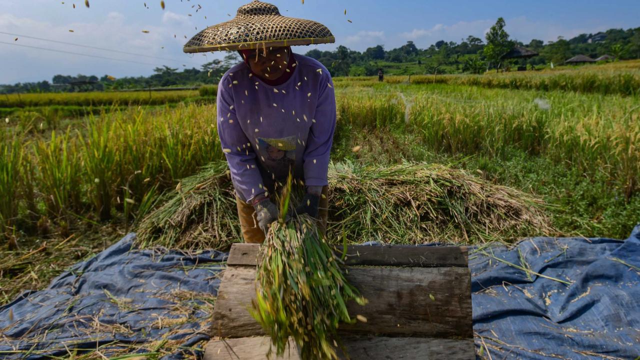 FOTO: Serapan Gabah Bulog Meningkat Perkuat Ketahanan Pangan Nasional