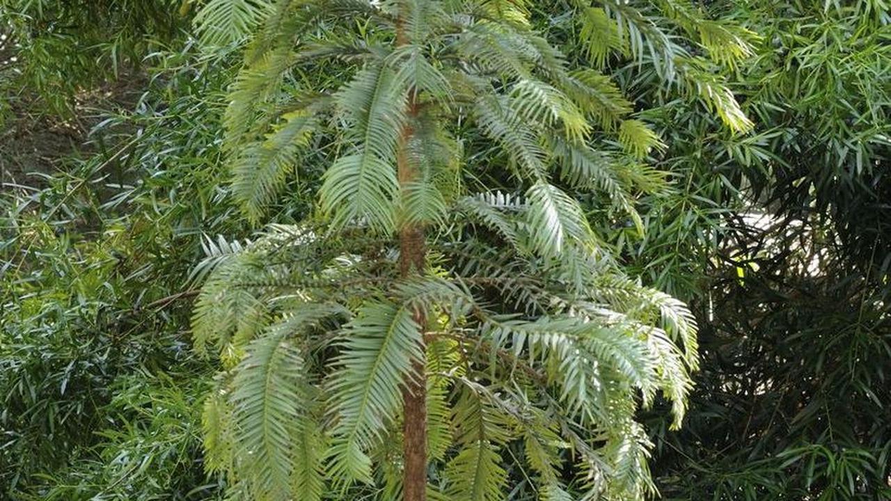 6 Manfaat Pohon bagi Manusia dan Alam, Perlu Diketahui