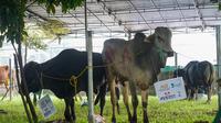 Dalam rangka memperingati Hari Raya Idul Adha 1446 H atau Idul Adha 2025, dilakukan menyalurkan puluhan ekor sapi dan kambing sebagai hewan kurban. (Ist)