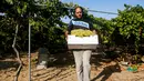 Petani membawa buah anggur saat memanennya di sebuah pertanian di Kota Gaza, Palestina, Selasa (6/8/2019). Musim anggur di Gaza berlangsung selama Juli hingga September. (Mohammed ABED/AFP)