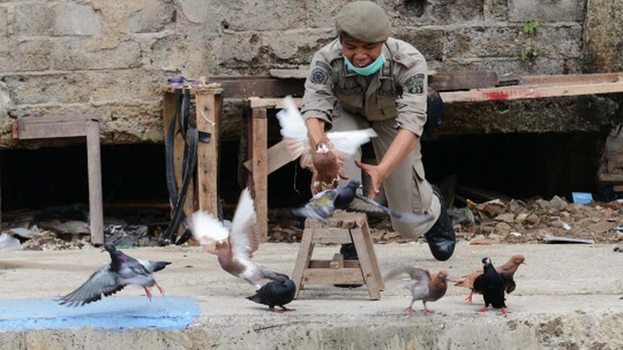 Antisipasi flu burung, kandang unggas di bantaran Ciliwung dibongkar