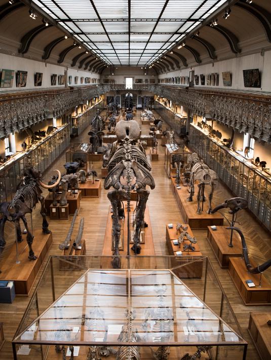 Kerangka dinosaurus yang ditampilkan di galeri paleontologi Museum Sejarah Alam Prancis di Paris, Kamis (16/11). Museum yang menyimpan ribuan tulang belulang hewan dan benda purba ini berencana merenovasi gedungnya. (Martin BUREAU/AFP)