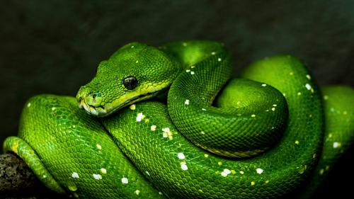 Ilustrasi Ular Hijau di Pohon