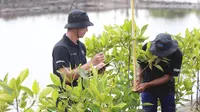 Selamatkan Lahan Kritis Akibat Abrasi, BRI Salurkan Ribuan Bibit Mangrove untuk Kelompok Tani di Muaragembong
