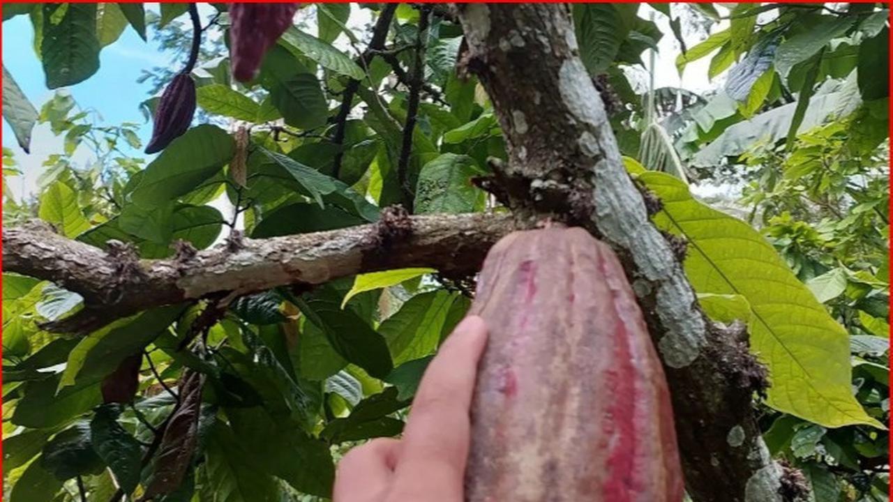 Cokelat Nglanggeran