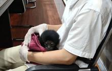 Penangkapan Pedagang Owa Siamang di Pekanbaru: Polisi Buru Jaringan Penjualan Satwa Dilindungi