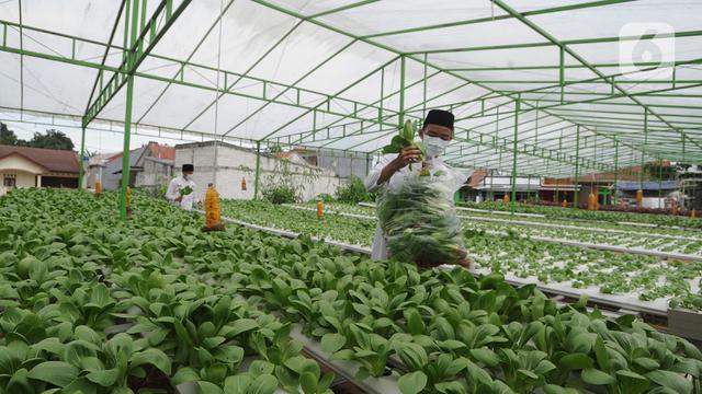 FOTO: Panen Bayam Hidroponik di Hari Santri Nasional