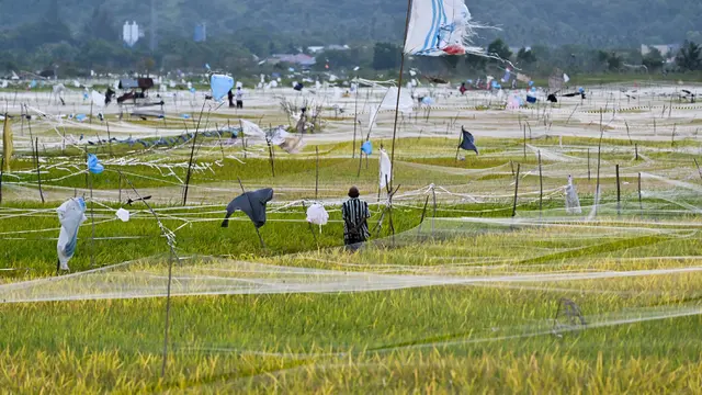 Petani di Aceh Pasang Jaring Pelindung