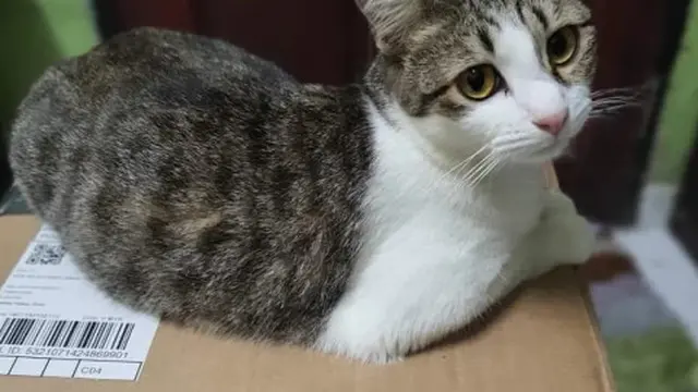 5 Kucing Pemberani Ini Lindungi Pemiliknya dari Ular Kobra yang Masuk ke Rumah