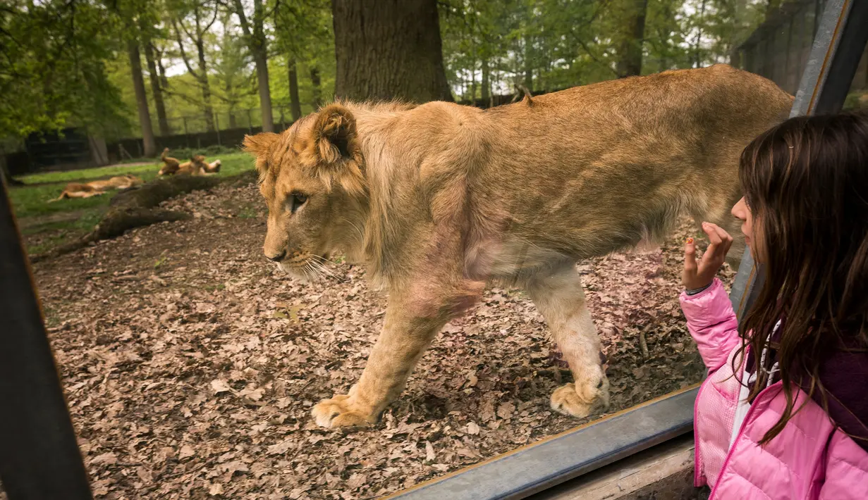 Seorang pengunjung meihat singa dari terowongan kaca di sebuah kandang di Thoiry Zoo and Park, di Thoiry, Prancis (23/4). (AFP Photo/Lionel Bonaventure)