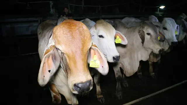 Sapi bakalan di RPH