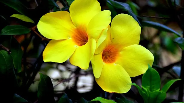 Tanaman Alamanda