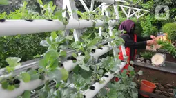 Warga kelompok tani Komplek AL Gandaria memanen sayuran di kebun Hidroponik di Radio Dalem, Jakarta, Senin (14/2/2022). Kebun yang dikelola mandiri warga ditanami sayuran kangkung, bayam brazil, seledri dan sawi ijo dengan rata-rata pendapatan sekitar Rp5 juta per bulan. (merdeka.com/Arie Basuki)