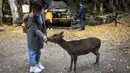 Seorang turis memberi makan rusa di taman Nara, kota Nara, Jepang pada 7 Desember 2018. Begitu memasuki kawasan ini, para pengunjung akan disambut dengan banyak rusa yang berkeliaran bebas. (Behrouz MEHRI / AFP)
