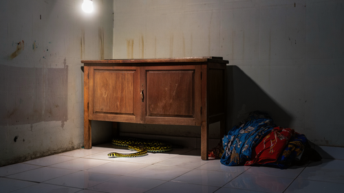 Ular Sawah Sering Masuk Rumah saat Musim Hujan (Foto: Reve Art AI)